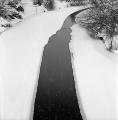 Winter bird water road.