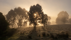 Misty Morning Sunrise (Explored)