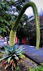 173/365. This agave has thrown a huge spear; abt 20ft long I’d say. That’s the sign of a healthy plant.