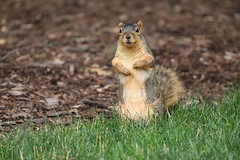 Fox Squirrels in Ann Arbor at the University of Michigan 172/2021 10/P365Year14 4758/P365all-time (June 21, 2021)