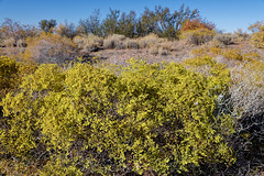 Desert Plant-life While Exploring Around Tawa Point (Petrified Forest National Park)