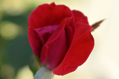 Red Rose.