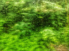 Day 174 Green Rain