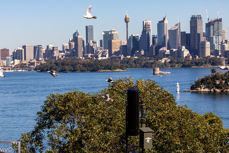 Pigeons fly across Sydney harbour, Sydney, New South Wales, Australia<br/>© <a href="https://flickr.com/people/143455489@N03" target="_blank" rel="nofollow">143455489@N03</a> (<a href="https://flickr.com/photo.gne?id=51271267696" target="_blank" rel="nofollow">Flickr</a>)