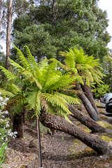 Lovely row of Australian tree Ferns