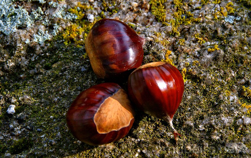 Chestnuts<br/>© <a href="https://flickr.com/people/63281384@N00" target="_blank" rel="nofollow">63281384@N00</a> (<a href="https://flickr.com/photo.gne?id=51273300465" target="_blank" rel="nofollow">Flickr</a>)