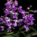 Ponerorchis graminifolia var. kurokamiana '#3041' (Hatus. & Ohwi) T.Hashim., Proc. World Orchid Conf. 12: 119 (1987).