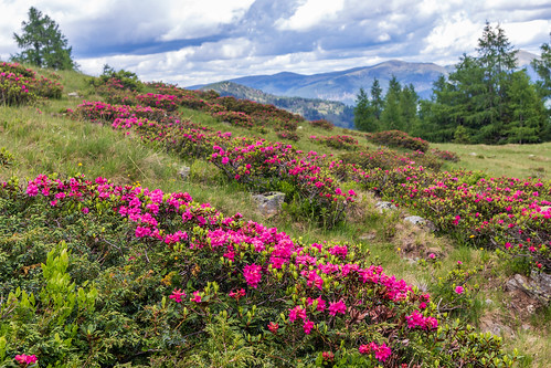 Alpine Roses