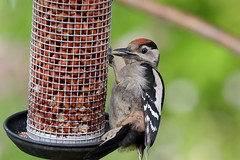 Great Spotted Woodpecker (Dendrocopos major) - Juvenile
