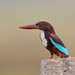 A White-Throated Kingfisher on a lovely perch