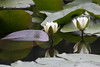 Seerosen - Water lilies
