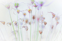 Allium Seeds