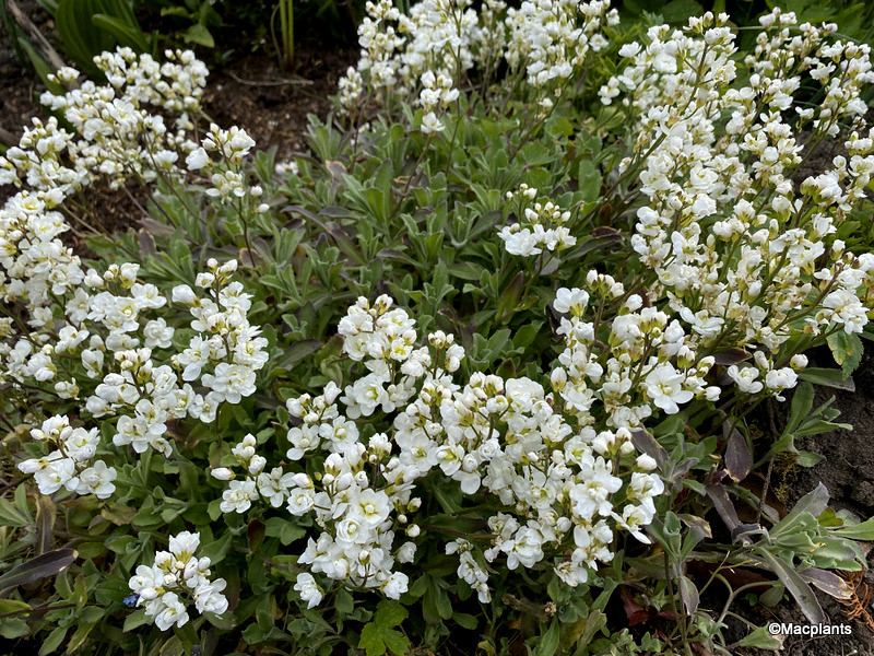 Arabis alpina ssp. caucasica 'Flore Pleno'