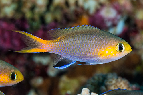 Midget Chromis - Pycnochromis acares