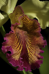 Cattleya dowiana var. aurea (dureda) '_200728' (Linden) B.S.Williams & T.Moore, Orchid Album 2: t. 84 (1883).