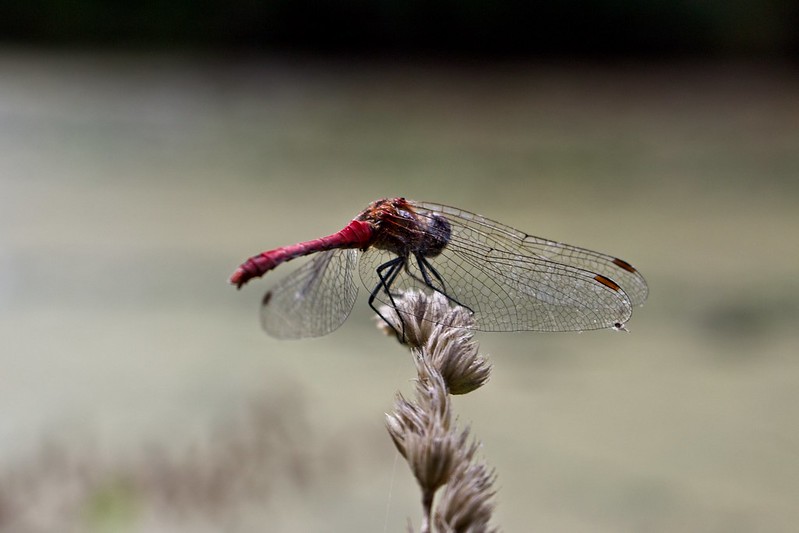Dragonfly in Wilanów<br/>© <a href="https://flickr.com/people/142895074@N07" target="_blank" rel="nofollow">142895074@N07</a> (<a href="https://flickr.com/photo.gne?id=51297152172" target="_blank" rel="nofollow">Flickr</a>)