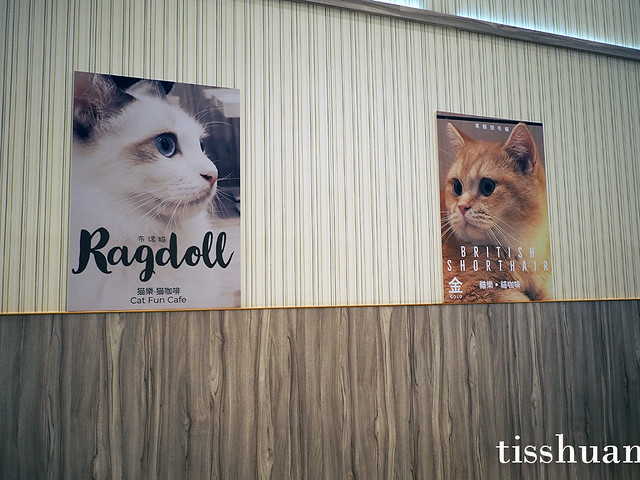 貓樂貓咖啡,中和環球貓咖啡,中和環球餐廳推薦,貓樂貓咖啡環球,有貓的餐廳 @TISS玩味食尚