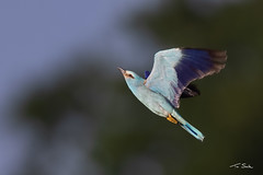 Up Up and Away - European Roller