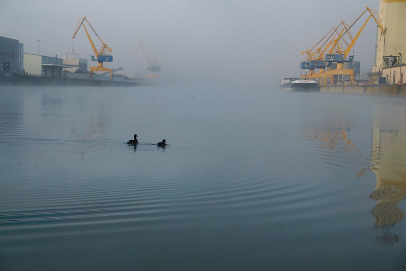 ducks in the misty harbor<br/>© <a href="https://flickr.com/people/183838653@N06" target="_blank" rel="nofollow">183838653@N06</a> (<a href="https://flickr.com/photo.gne?id=51311585487" target="_blank" rel="nofollow">Flickr</a>)