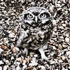Little owl with great camouflage.