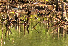 Green sandpiper, Tringa ochropus, Skogssnäppa