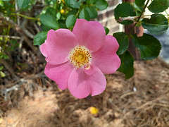 Pink Wild Rose Blossom.