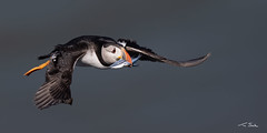 Home from Fishing Expedition - Atlantic Puffin