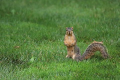 Fox Squirrels in Ann Arbor at the University of Michigan 194/2021 32/P365Year14 4780/P365all-time (July 13, 2021)