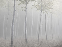 Poplars in the morning mist