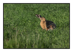 Brown Hare - (Lepus europaeus) chewing his toenails (Explored)