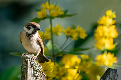 Eurasian Tree Sparrow,