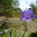 Bluebell, Campanula rotundifolia, Blåklocka