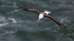Riding the Waves - Black-browed Albatross