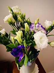 201/365 iso photo.  Purple and white Lisianthus. My favourites - actually over a week old!