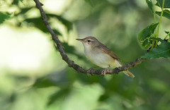 A warbler for sure, but which one