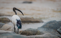 Skoorsteenveër / African sacred ibis (Threskiornis aethiopicus) • <a style="font-size:0.8em;" href="http://www.flickr.com/photos/94652897@N07/51324600938/" target="_blank">View on Flickr</a>