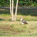 Red-Tailed Hawk, Bob Woodruff Park, Plano, Texas, July 20, 2021