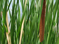 July 18, 2021 - Bullrushes at the rec center. (LE Worley)