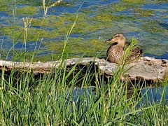July 19, 2021 - A female mallard hanging out. (LE Worley)