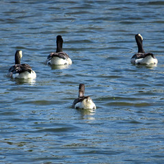 Brant goose, Branta bernicla, Prutgås (bottom), and three Barnacle geese