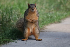 Fox Squirrels in Ann Arbor at the University of Michigan 203/2021 41/P365Year14 4789/P365all-time (July 22, 2021)