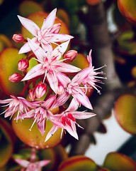 205/365. Delicate, pink succulent flowers.