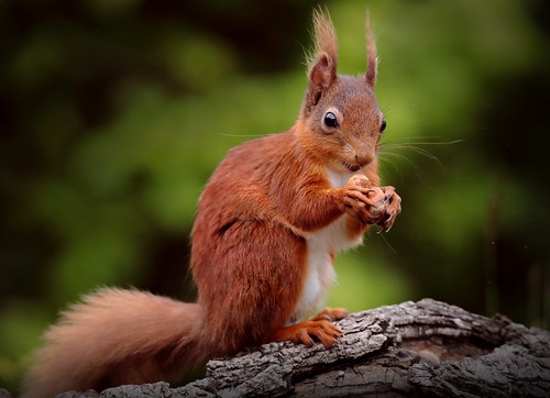 Red Squirrel Magic Trick, From FlickrPhotos