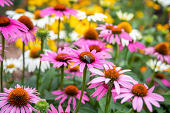 Wildflowers with Bee at Janesville Rotary Gardens