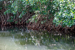 MANGLE-9 by Ministerio de Ambiente y Recursos Naturales