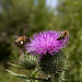 Bees on Thistle, South Norwood Country Park