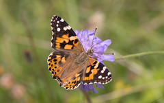 Painted lady on field scabious