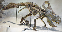 Protoceratops andrewsi (ceratopsian dinosaur) (Djadokhta Formation, Upper Cretaceous; Bayn Dzak, Mongolia) 3