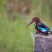 A White-Throated Kingfisher patiently waiting for prey