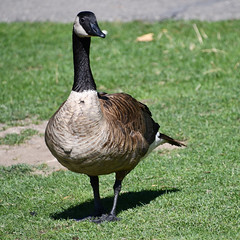 July 27: Canada Goose - Number 208
